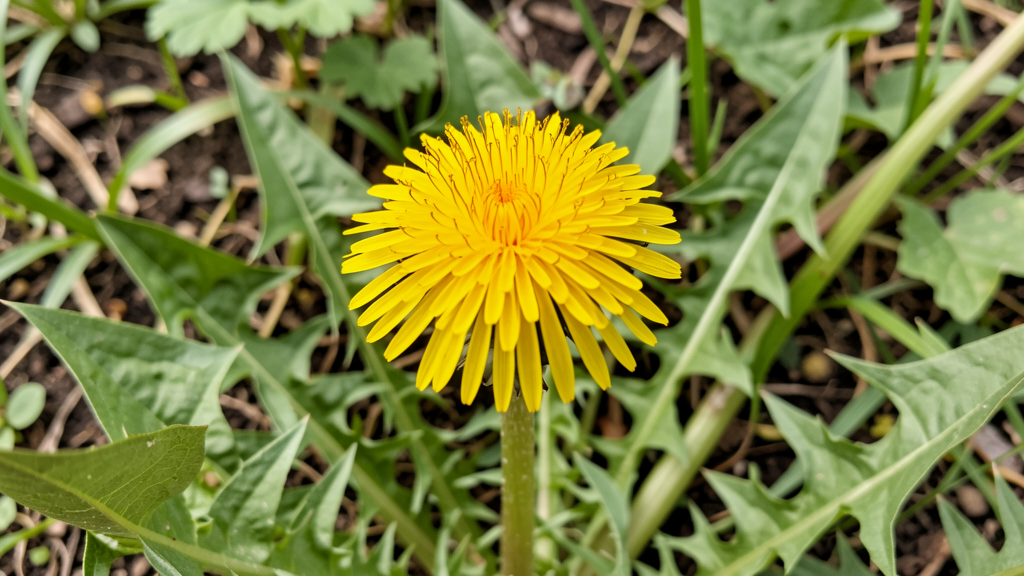 Diente de León